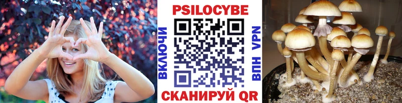 магазин наркотиков Подольск omg рабочий сайт Псилоцибиновые грибы Psilocybe